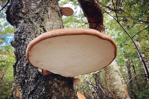 Brown and white Bracket Birch Polypore, also known as Razor Strop Fungus growing on a birch tree, during the autumn.