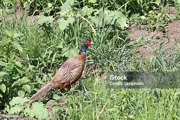 Colorful Phasianus In The Green Grass Stock Photo - Download Image Now - Adult, Agricultural Field, Alertness