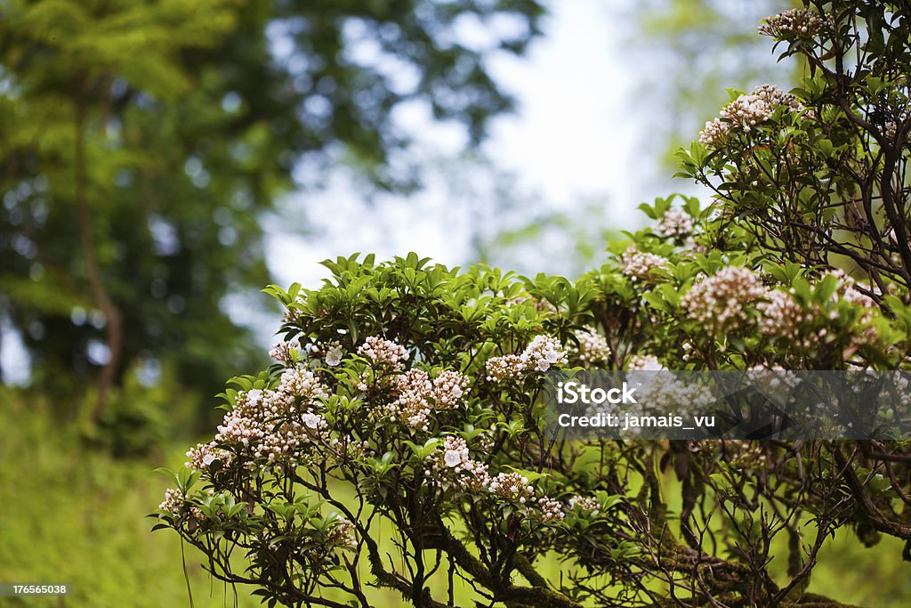 Rosa flor abriéndose bush - Foto de stock de Aire libre libre de derechos