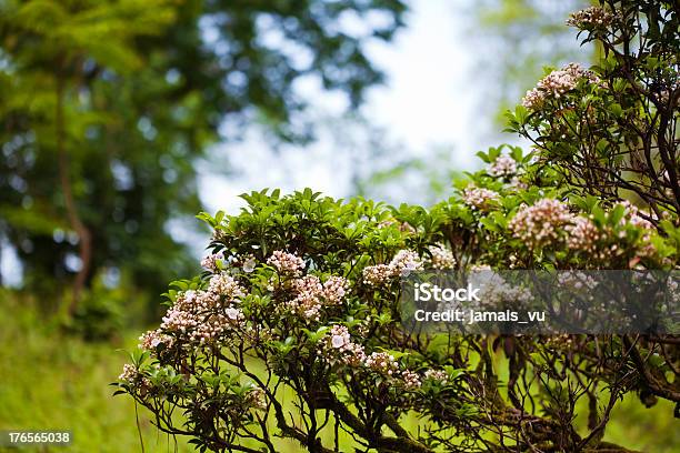 Rosa Fiorente Bush - Fotografie stock e altre immagini di Ambientazione esterna - Ambientazione esterna, Bellezza naturale, Bocciolo