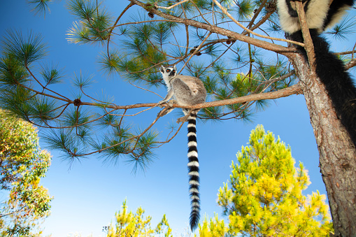 Ring-tailed Lemur with Yellow Eyes