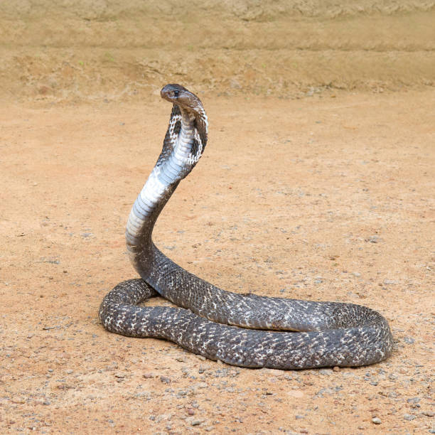 istock Cobra in menacing pose in the wild. 1765667208