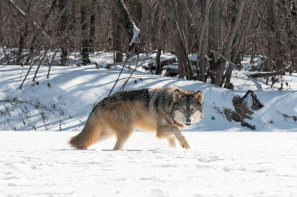 istock Grey Wolf (Canis lupus) Moves Right Along Snowy Riverbed 176566879