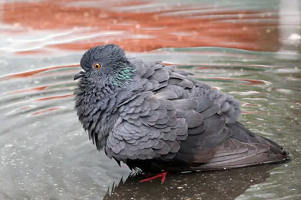 Closeup of the freedom pigeon