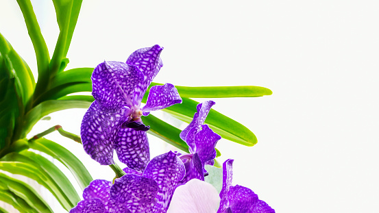 Background of dark blue orchids Vanda Coerulea, blue vanda, Vanda coerulea Griff. ex Lindl. soft focus. Copy space.