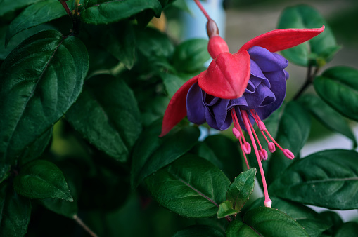 Pink and purple fuchsia in bloom in a garden.