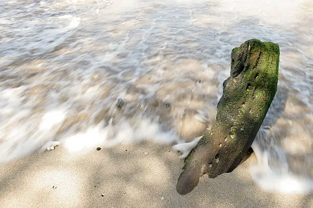 Water from the incoming surf washes against a tree stump.