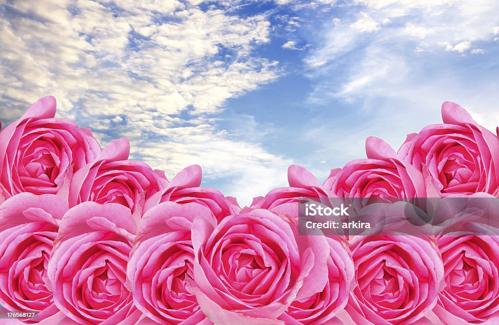 clounds in blue sky with pink rose White, fluffy clouds in blue sky. with pink rose blooming. Blue Stock Photo