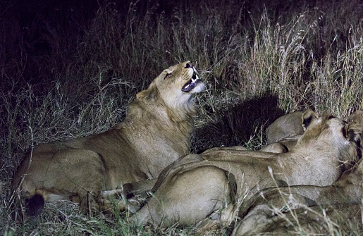 Night view of Lions eating a buffalo in Kruger park