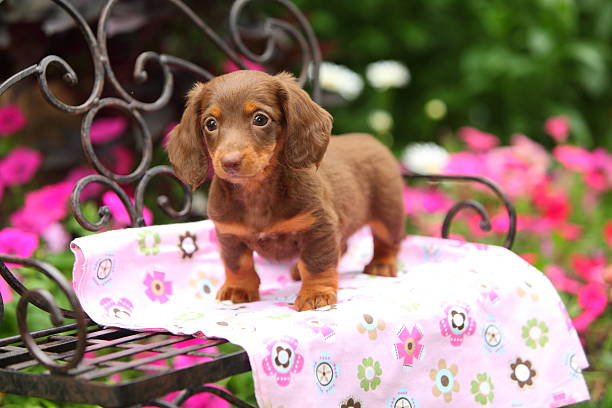 sausage dog bench