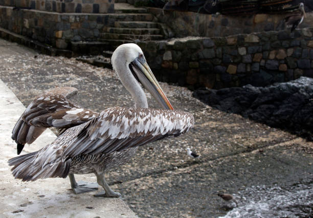 istock A nice photo of The Peruvian pelican 1765686949