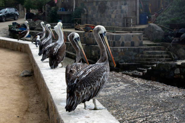 istock A nice photo of The Peruvian pelican 1765686959