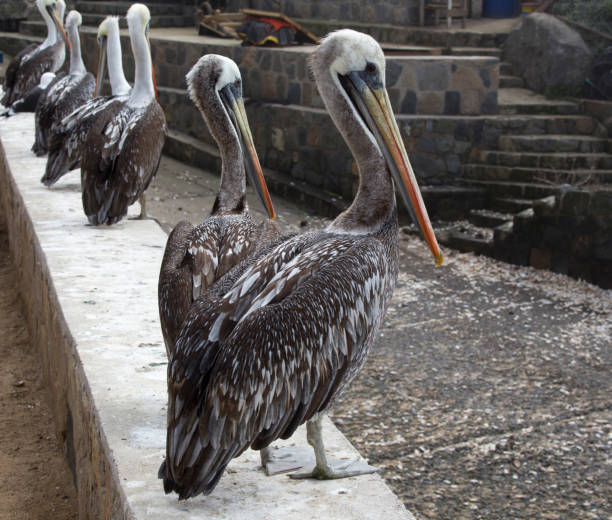 istock A nice photo of The Peruvian pelican 1765686962