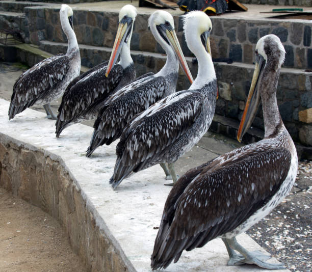 istock A nice photo of The Peruvian pelican 1765686972
