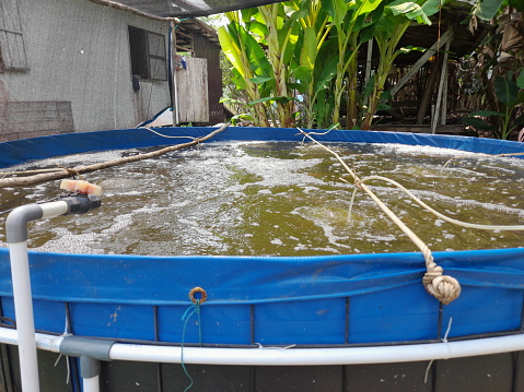 Bioplok system tilapia cultivation