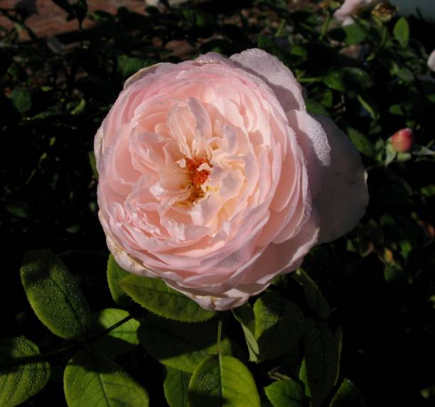 istock Pink English Rose 1765693004