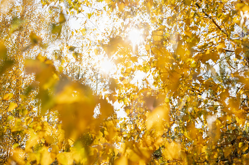 Autumn yellow leaves on the trees