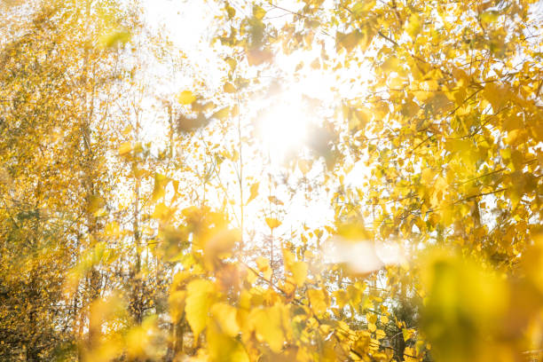 Autumn yellow leaves on the trees