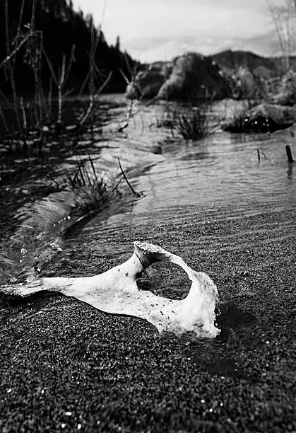 A jaw bone washed up on the banks of the Clearwater River.
