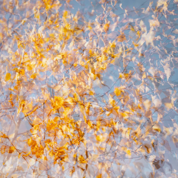 Autumn yellow leaves on the trees