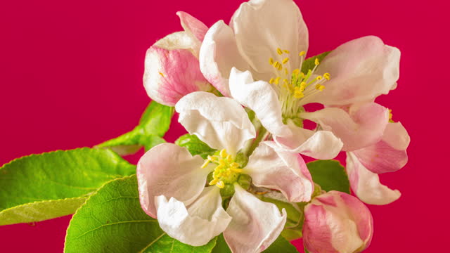 Apple flower timelapse rotating and blossoming against red background