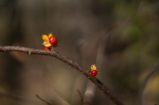 Red berries on branch