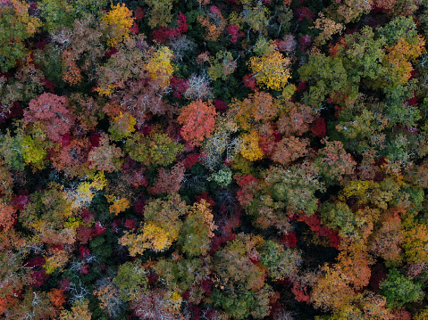 Trees from above during the fall in the smoky mountains