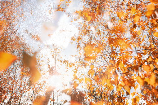 Autumn yellow leaves on the trees