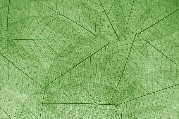 istock Green transpalent leaves paper background for decoration. 176570790