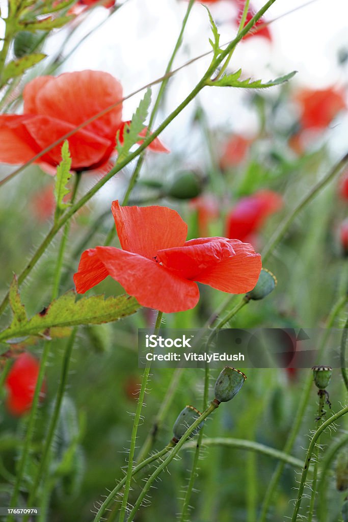 Summer day in  meadow full of blooming poppies Summer day in  meadow full of blooming poppies. Agriculture Stock Photo