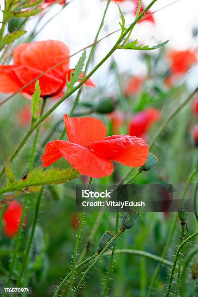 Summer Day In Meadow Full Of Blooming Poppies Stock Photo - Download Image Now - Agriculture, Awe, Blossom