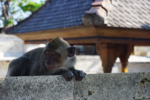 Monkey resting art a wall in a Hindu temple
