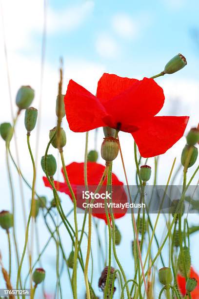 Summer Day In Meadow Full Of Blooming Poppies Stock Photo - Download Image Now - Agriculture, Awe, Blossom