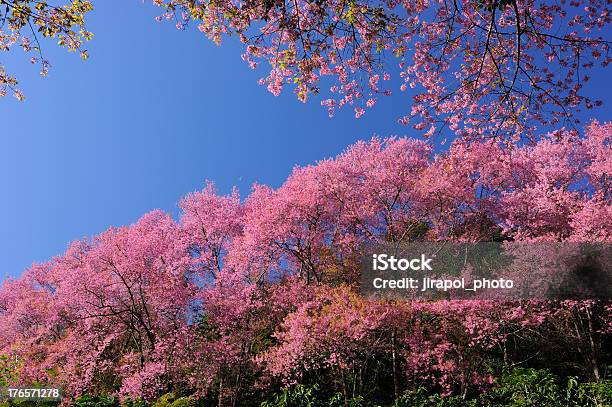 벚꽃 0명에 대한 스톡 사진 및 기타 이미지 - 0명, Satoyama - Scenery, 경관