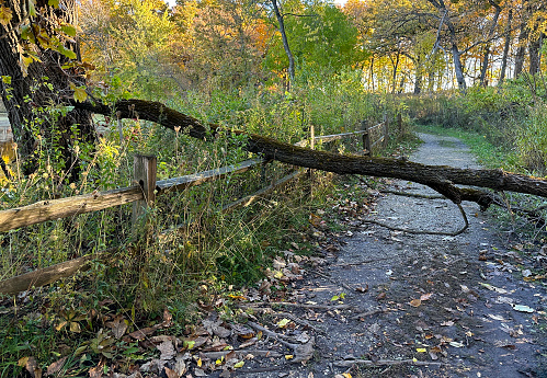 Fallen tree blocking path in nature preserve