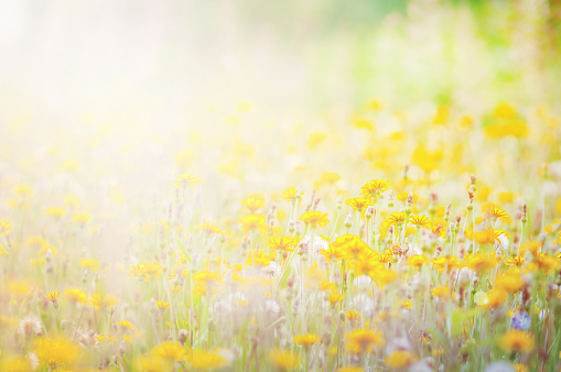 Beautiful  summer field of yellow  dandelion flower  close-up