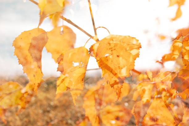 Autumn yellow leaves on the trees