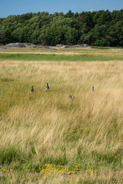 Flock of canada geese in a field.