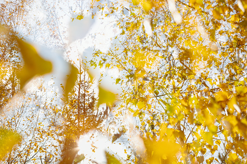 Maple branch with autumnal leaves on the sunny background in the forest. Concept of wallpaper and banner.