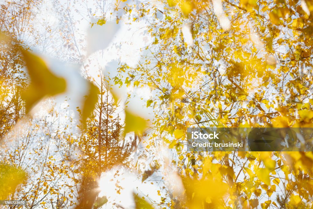 Autumn yellow leaves on the trees Abstract Stock Photo