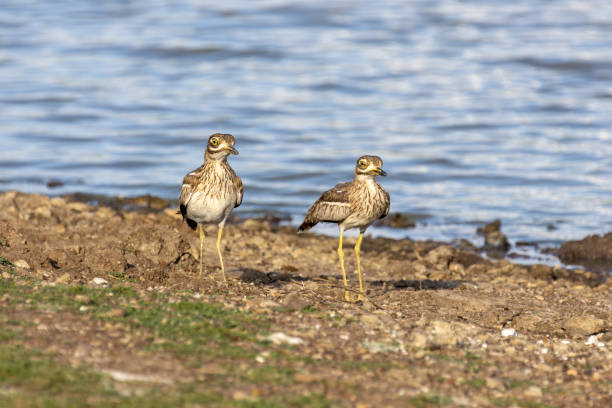 ein paar wasserdicke knie stehen am ufer - stone curlew stock-fotos und bilder