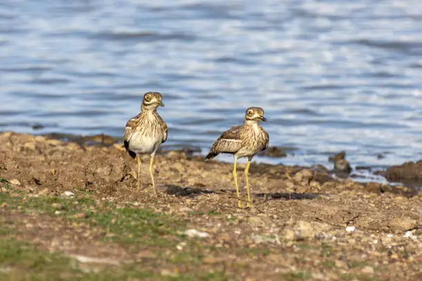 A male (left) and female water thick-knee standing on the shore of a lake in Nairobi National Park, Kenya