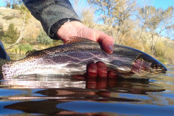 istock Wild rainbow trout caught while fly fishing on the Boise River 1765725265