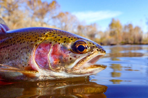 istock Wild rainbow trout caught while fly fishing on the Boise River 1765726143
