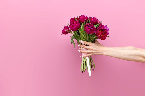 bouquet of pink tulips in the hands of girl on a pink background, the hands of person give and give flowers, the concept of spring, March 8 and floristry