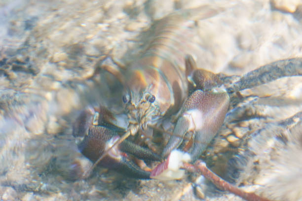 cute  boy watching a crayfish  with magnifier on hand