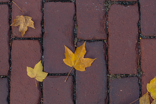 Fall season textured background of leaf on brick texture