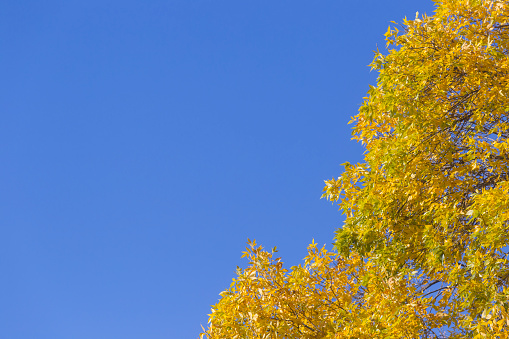Autumn  leaf color treetop and clear blue sky. Blue sky can be used as copy space.
