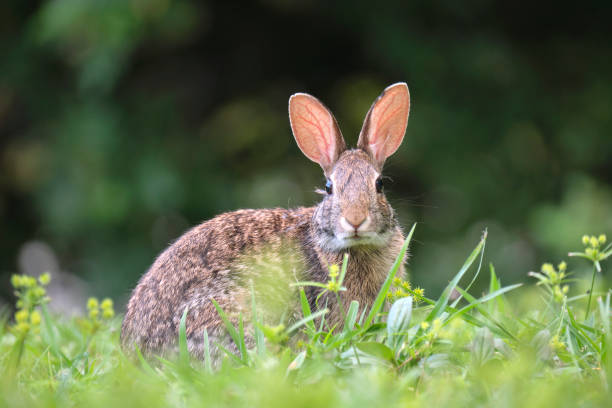 istock Grey small hare eating grass on summer field. Wild rabbit in nature 1765760506