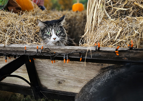 An Autumn image of a beautiful cat with mint colored eyes going for a hayride on a wooden cart. Hay, a pumpkin and orange string lights decorate the cart.